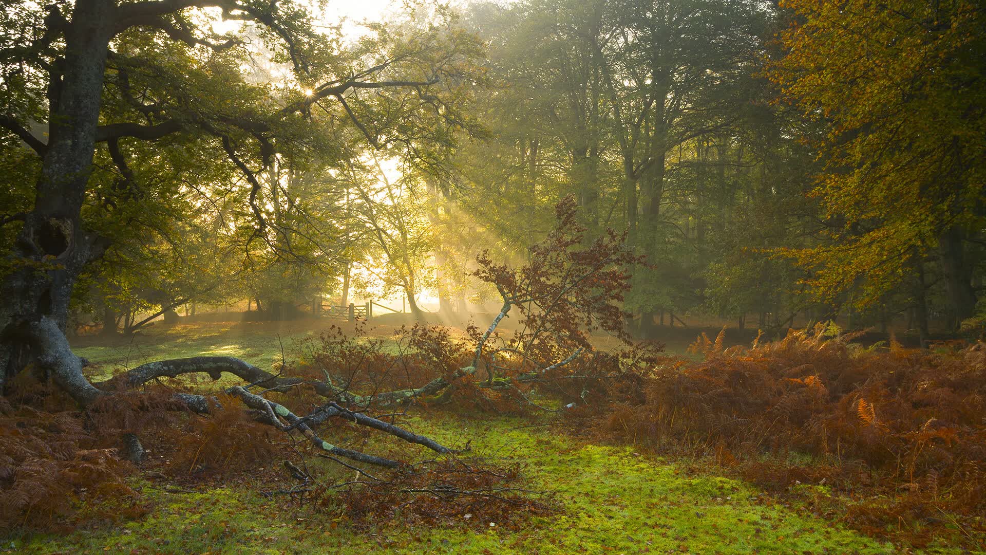 世界羽毛球训练营导师回访与教学改进报告,羽毛球冠军教练员提供羽毛球培训服务